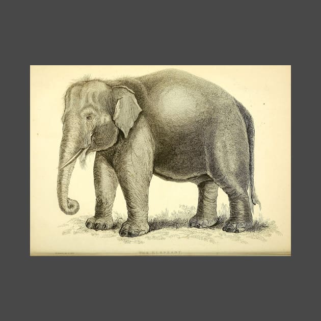 Elephant by Amanda1775