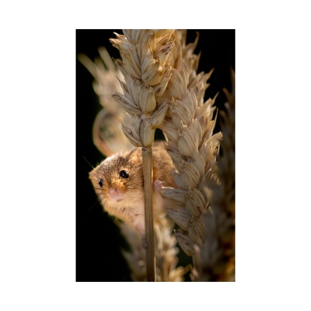 Harvest Mouse on Ear of Corn by GrahamPrentice