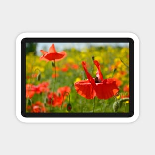 Wild Red Poppies Magnet