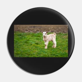 Baby goat on a meadow with copyspace Pin