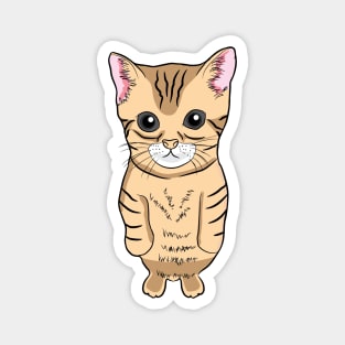 Cute Standing Cat Meme Cute Kitten Standing on Two Feet Magnet