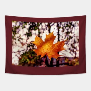 Hand holding golden orange maple leaf Tapestry