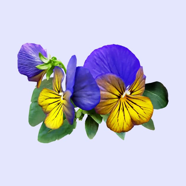 Small Yellow and Purple Pansies by SusanSavad