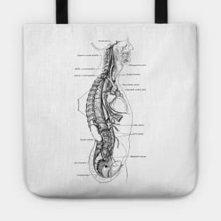 Human Body - Section Tote