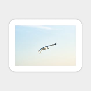 Hovering Larus Californicus 3 Magnet