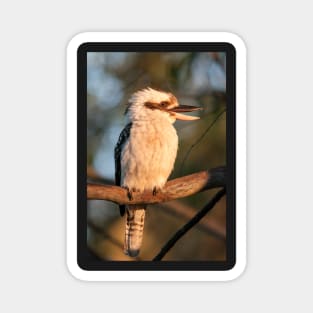 Laughing Kookaburra, Maleny, Queensland Magnet