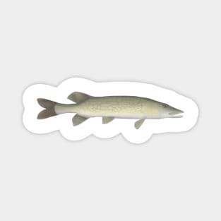 Chain Pickerel Magnet