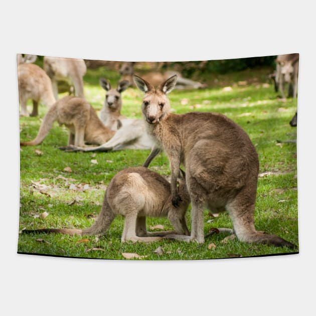 Mother Eastern Grey Kangaroo feeding Joey Tapestry by Upbeat Traveler