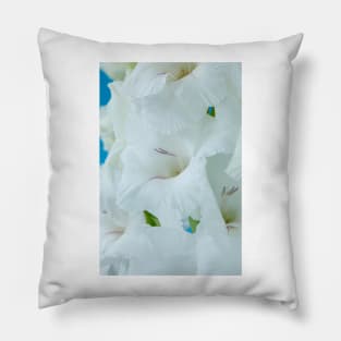 Gladiolus  'White Friendship' Pillow