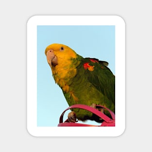 MACAW BIRD Magnet