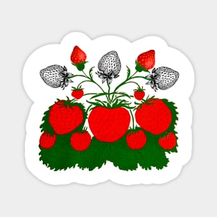 colorful fruit vintage strawberries Magnet