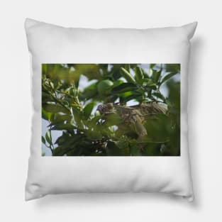 cll iguana Pillow