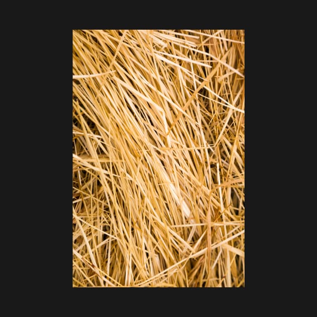 Dried yellow grass texture in a paddock by textural