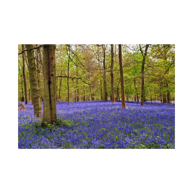 Bluebells Bluebell Woods Greys Court Oxfordshire UK by AndyEvansPhotos