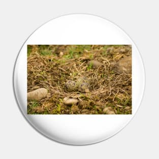 sbs lapwing nest Pin