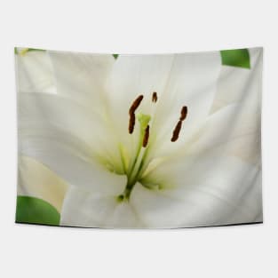 Lilium  &#39;Blizzard&#39;  Asiatic lily  syn. Lilium  Apollo Tapestry