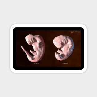 Embryos Magnet