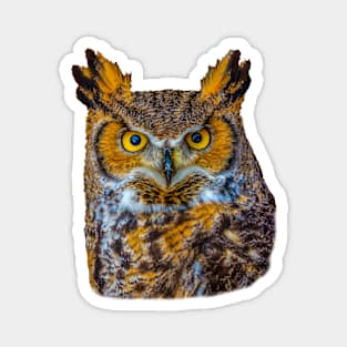 Cut out of Great Horned Owl Magnet