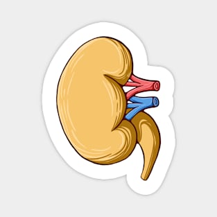 The kidneys Magnet