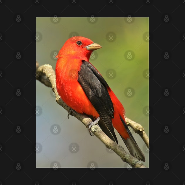 Scarlet Tanager by BirdsnStuff