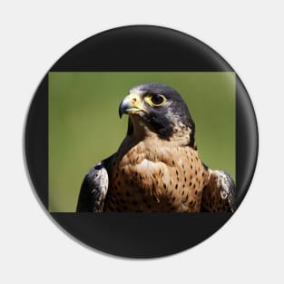 Peregrine Falcon Pin