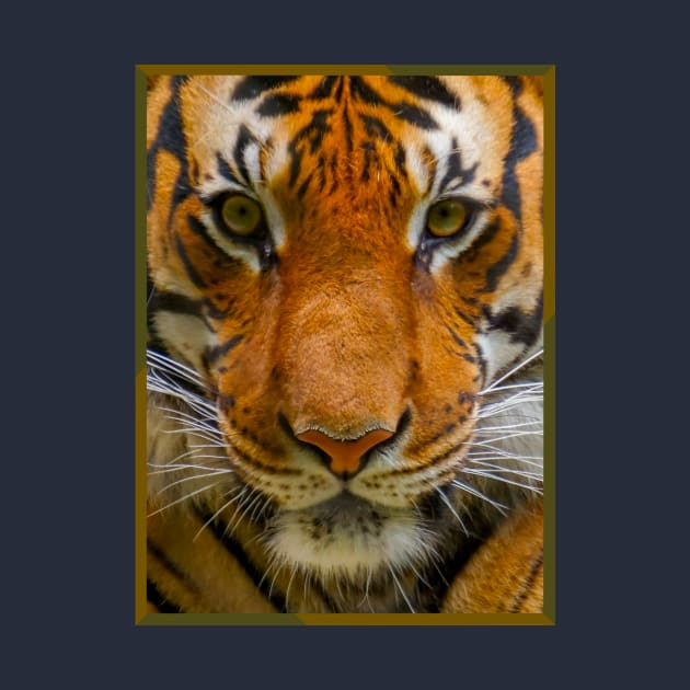 Tiger Stripes by The Attoram Studio