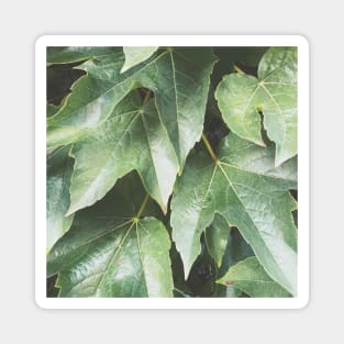 Green Leaves Magnet