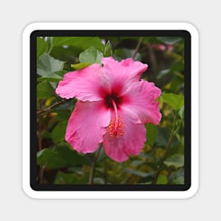 Pink Hibiscus Magnet