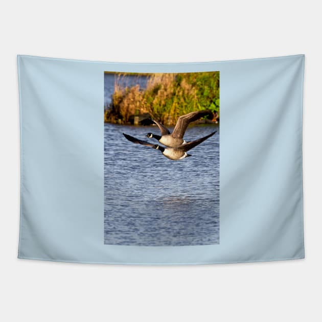 Canada Geese in flight Tapestry by Violaman