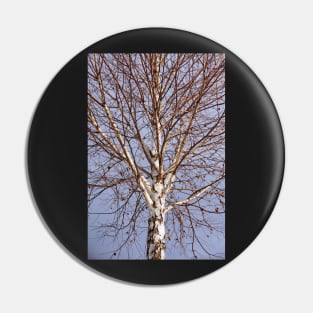 Birch tree against blue sky Pin