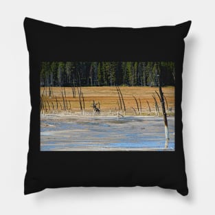 Lodgepole Pines Yellowstone Wyoming Pillow