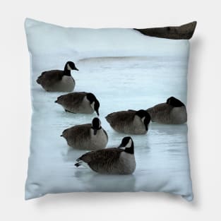 Canadian Geese Flock Resting On The Snow Pillow