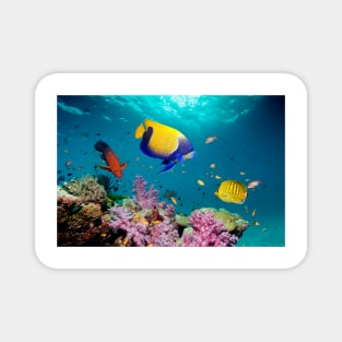 Tropical reef fish (C007/1056) Magnet