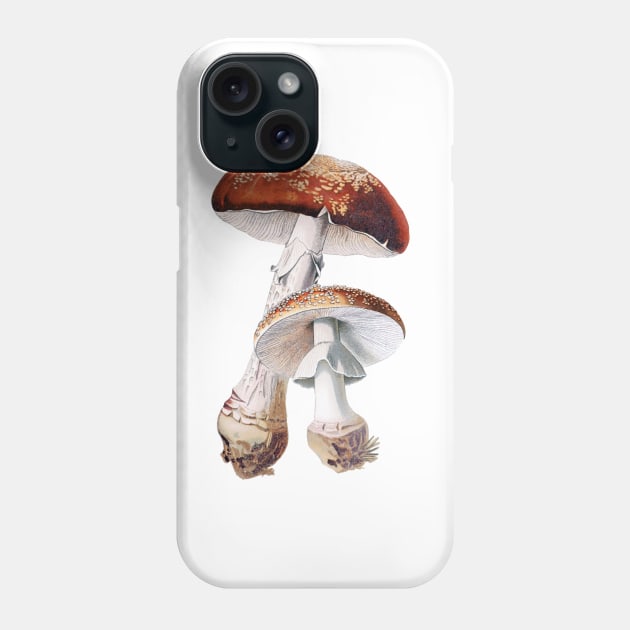 Amanita muscaria, Toadstool, Fly agaric, vintage illustration Phone Case by SouthPrints