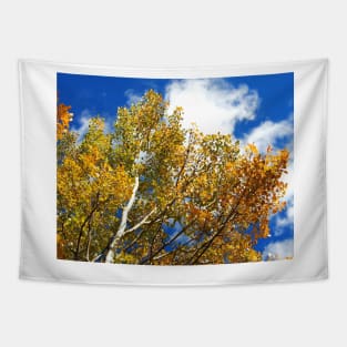 Blue Rocky Mountain Skies and Golden Aspen Trees in fall Tapestry