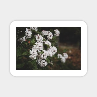 White Viburnum Flowers in Springtime Magnet