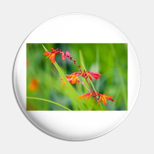 Close-up of crocosmia flowers Pin