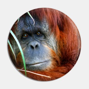 Orang-utan Pin