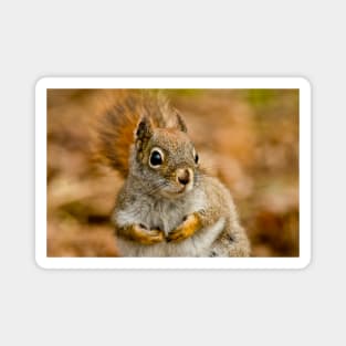 Red Squirrel Magnet