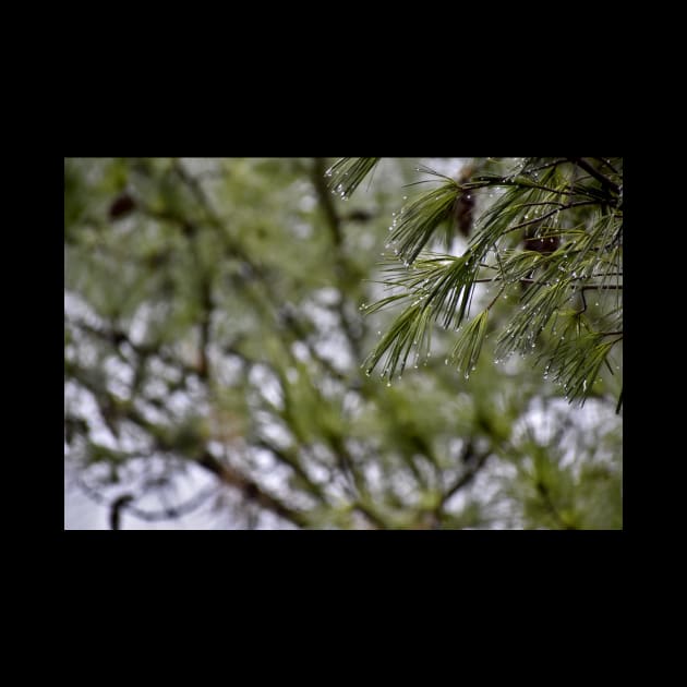 Pine Branch Border by A Thousand Words Photography