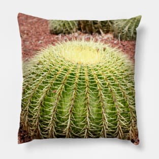 Serenity in Succulents - Cactus Photo Art Pillow