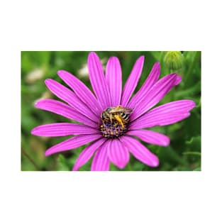 Bee on African Daisy T-Shirt