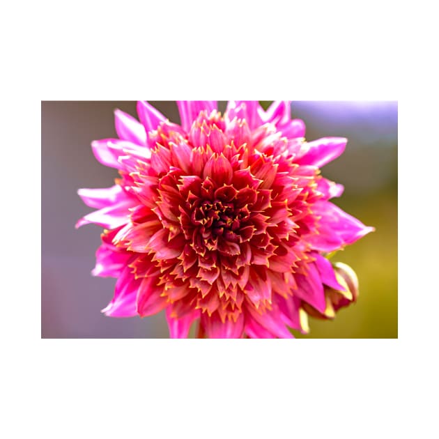 Close-up of powder puff dahlia by blossomcophoto