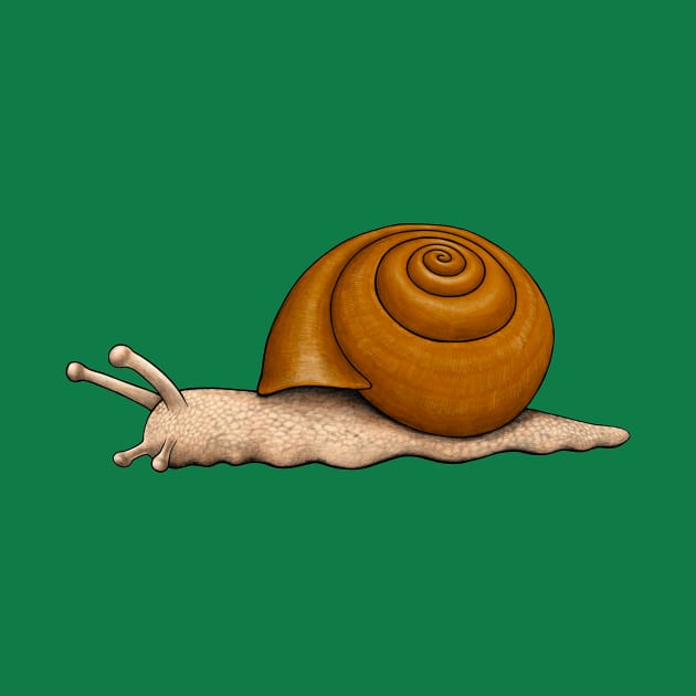 Snail by Akman