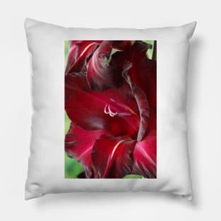 Gladiolus  'Black Surprise' Pillow