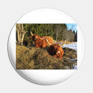 Scottish Highland Cattle Cows 2302 Pin