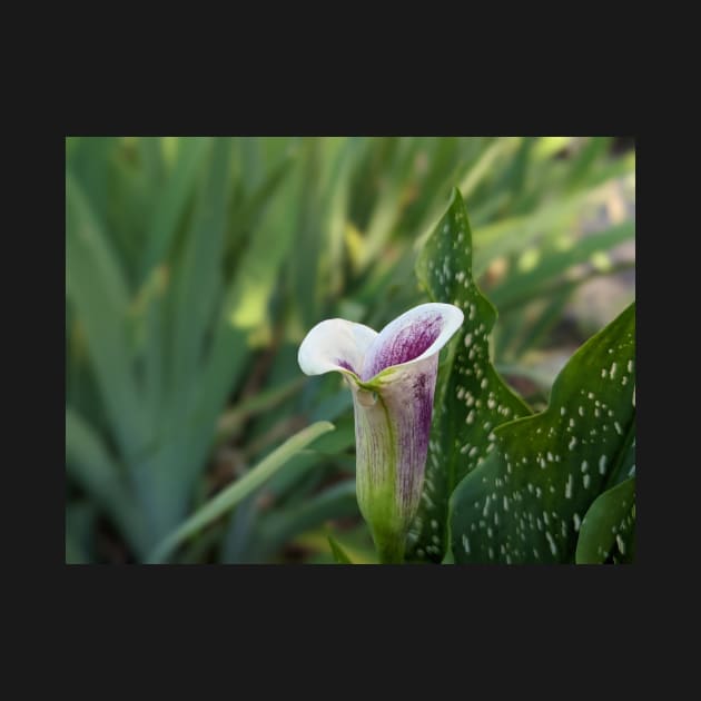 Calla Lilly With Dew Drop by AustaArt