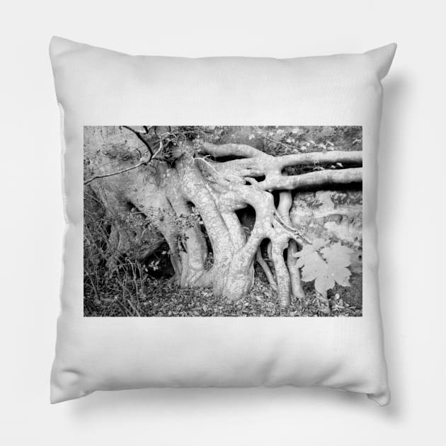 Trees ~ Roots a new beginning Pillow by QualitySolution