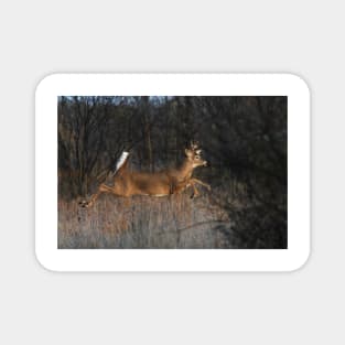 Flight of Fancy - White-tailed Deer Magnet