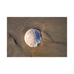 Sand Dollar in the Sand T-Shirt